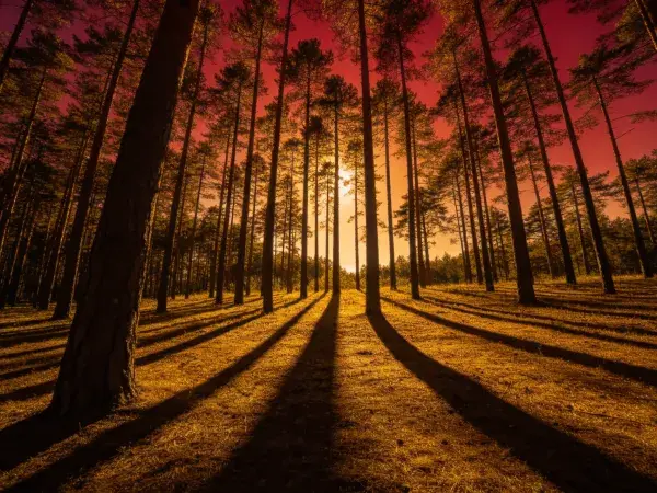 夕阳下马尾松林的森林景观