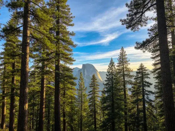 阳光下的松树林与半圆顶山景观