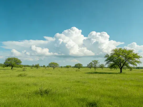 绿草蓝天下的开阔草原风景