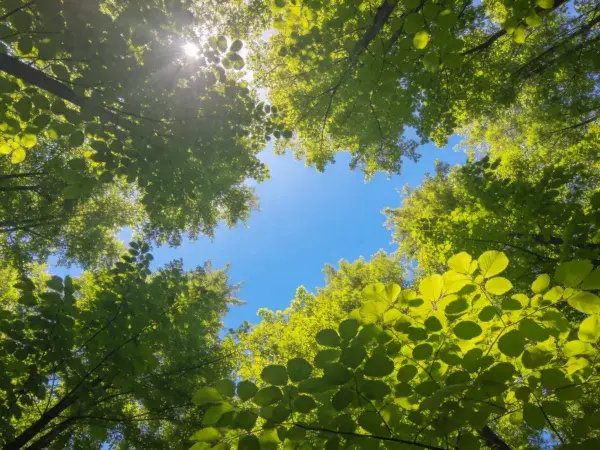 森林阔叶乔木与蓝天光影场景
