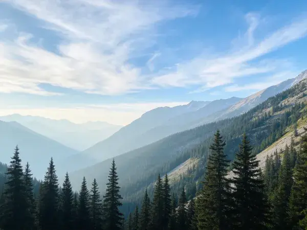 阳光下的山地森林景观