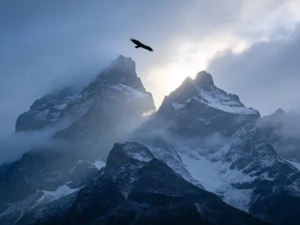 雪山间飞行的猛禽场景