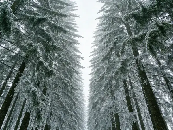 雪松林间的冬日雪景场景