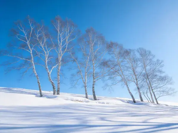 雪地中桦树的冬日景象