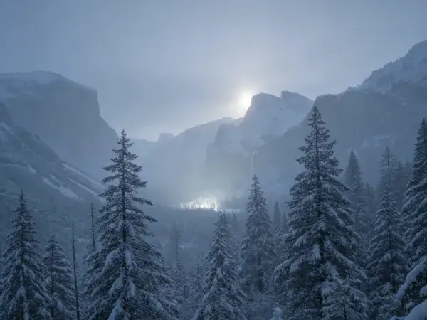 山地雪松林雪景中的雾天景象
