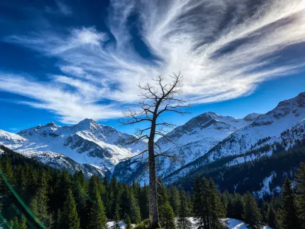 雪山间枯树与云景风光
