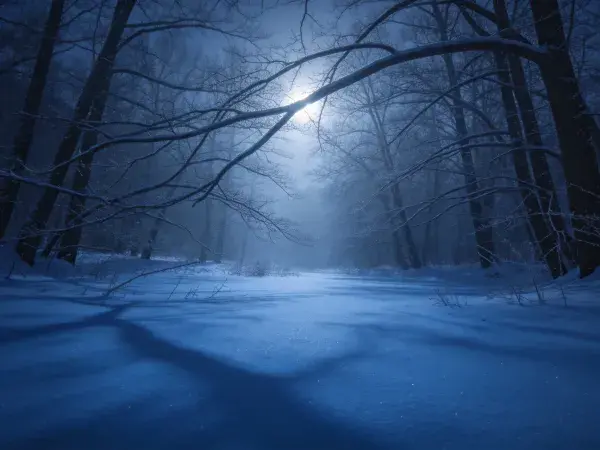 雪夜森林雪景月光下的雪地景观