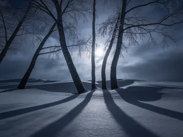 阴暗神秘月光下的白桦树林雪景场景