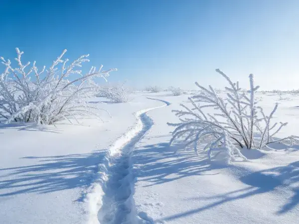 雪地霜冻灌木景观场景