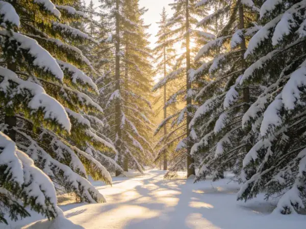 雪松林中阳光穿透积雪场景
