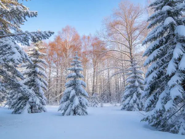 雪覆针阔混交林冬日景致