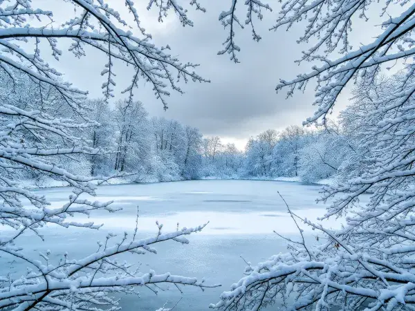 雪覆枝桠环绕冰湖的冬日雪景
