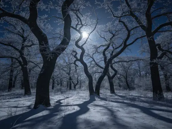 冬日霜覆古老橡树林雪景