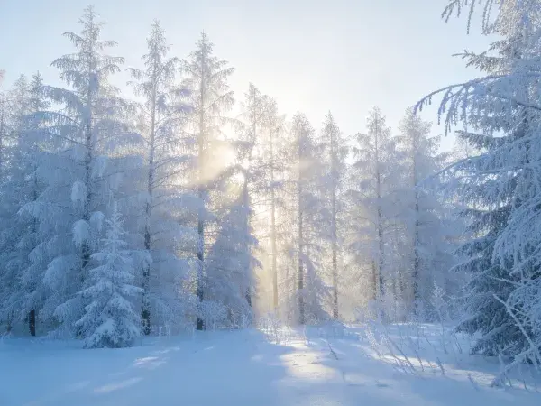阳光穿透雪松林的冬日景象