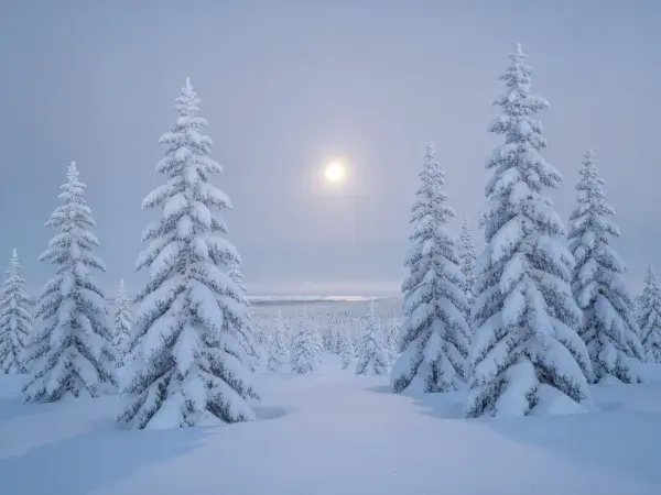 雪覆针叶林的冬日场景