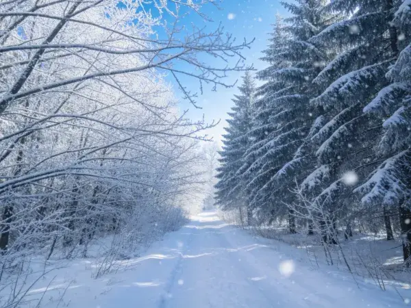 冬季雪景森林步道场景