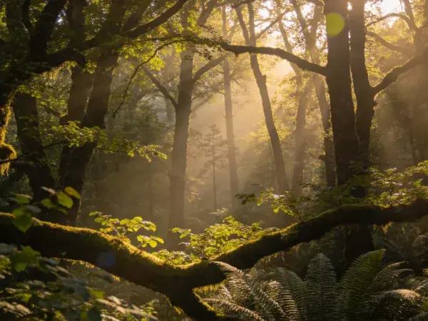 阳光漫过苔藓老树枝晨景