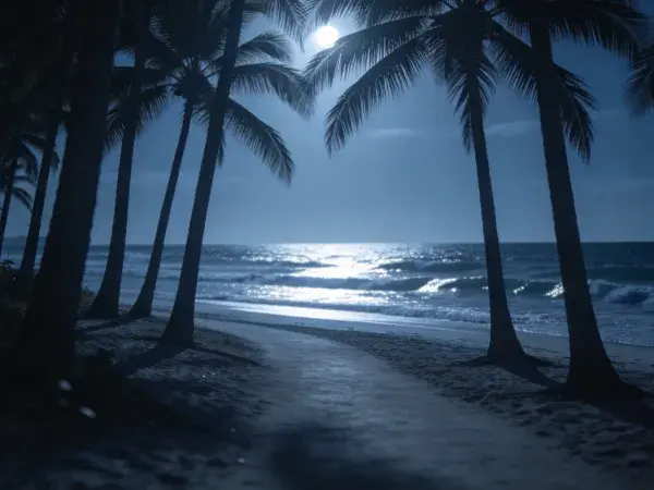 海滨椰林月夜景观捕捉