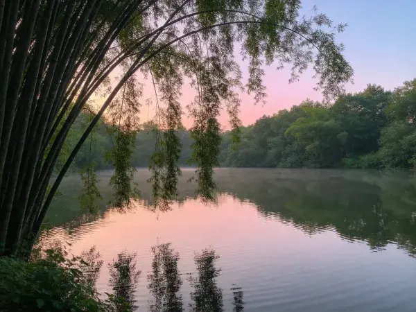 露天竹林水域晨光景观