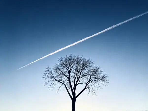 阳光下空中的烟雾轨迹与落叶乔木