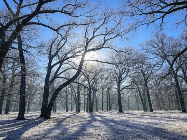 霜雪覆盖的冬日橡树林晨景