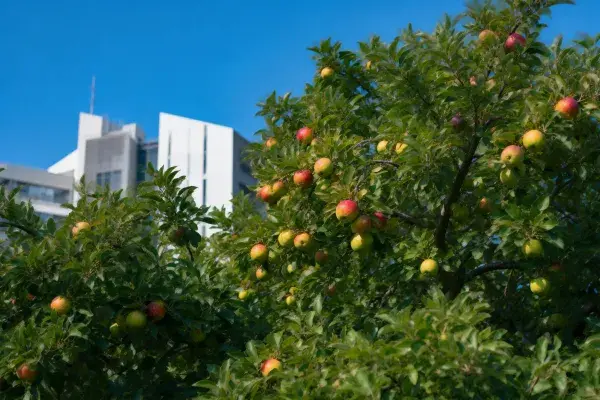 苹果树挂满成熟果实于城市边缘