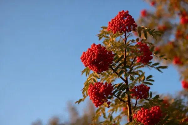 蓝天下的花楸果实特写