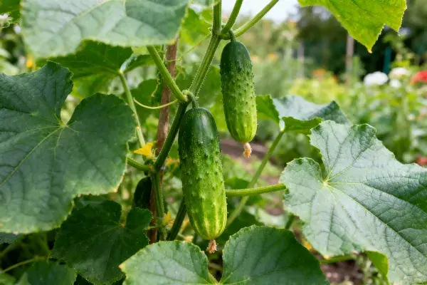 黄瓜植株生长于花园中