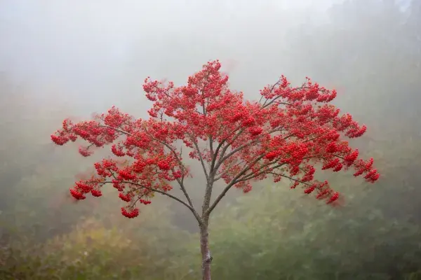 雾中山林里的花楸树红果景象