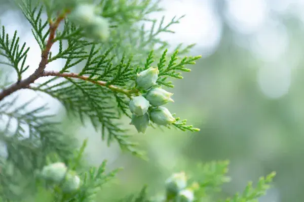 圆柏枝头幼果特写场景