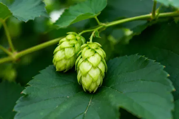 绿叶衬托下的啤酒花穗生长景象