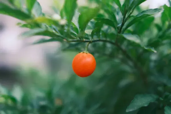绿叶枝头红浆果的景象
