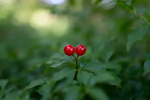 阳光下绿叶间的双红果景象
