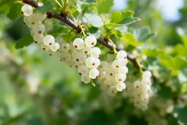 阳光下白醋栗枝头的特写景象