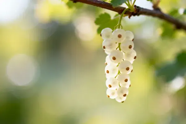 树枝上的白醋栗果实景象