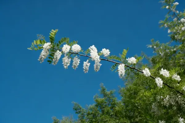槐树白色花簇在蓝天下的景象