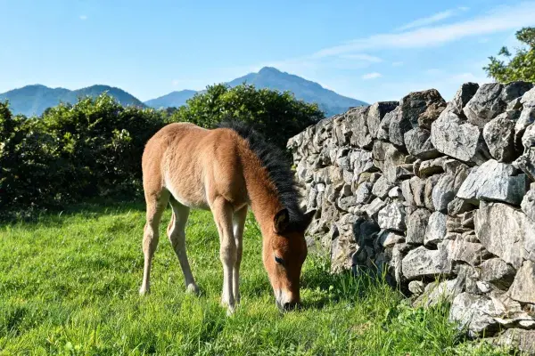 石墙旁草地觅食的幼年马驹