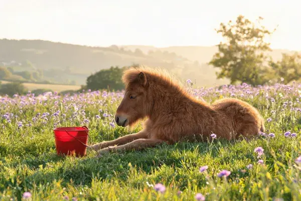 设得兰矮种马躺卧花草草地场景