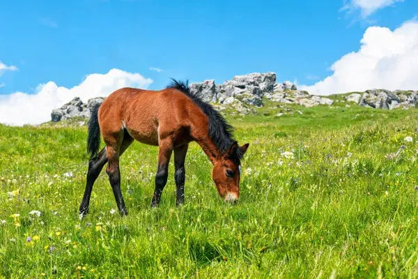 山地草原上的幼年马驹吃草场景