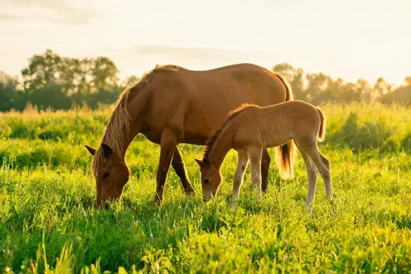 草地中成年马与马驹进食场景