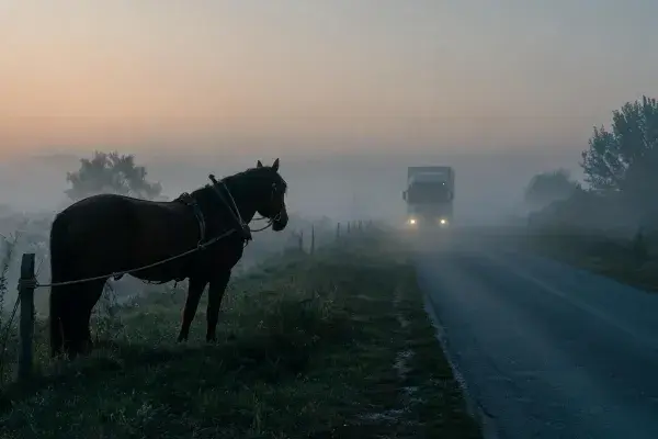 雾中道路旁的挽马与行驶车辆场景