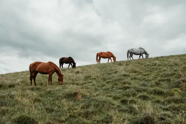 山坡上吃草的家马群场景