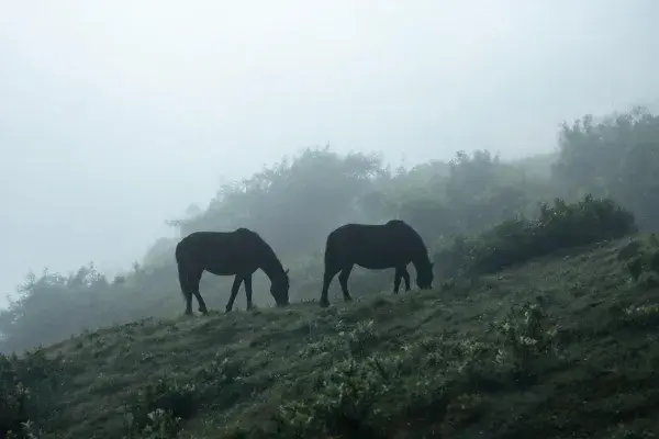 雾中坡地食草的马场景