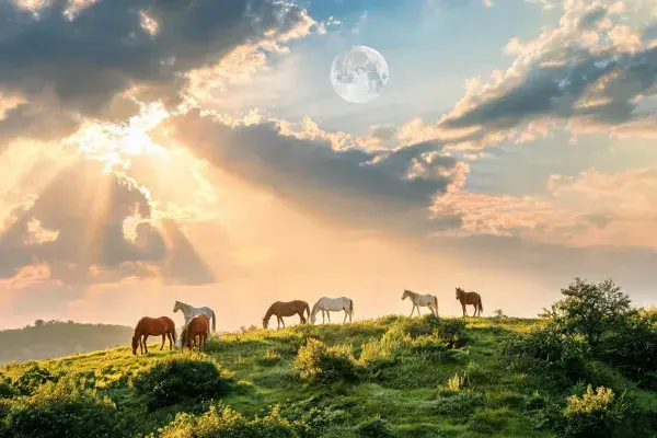 阳光草地上的普通家马群景观