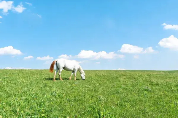 阳光草地上的白色骏马场景