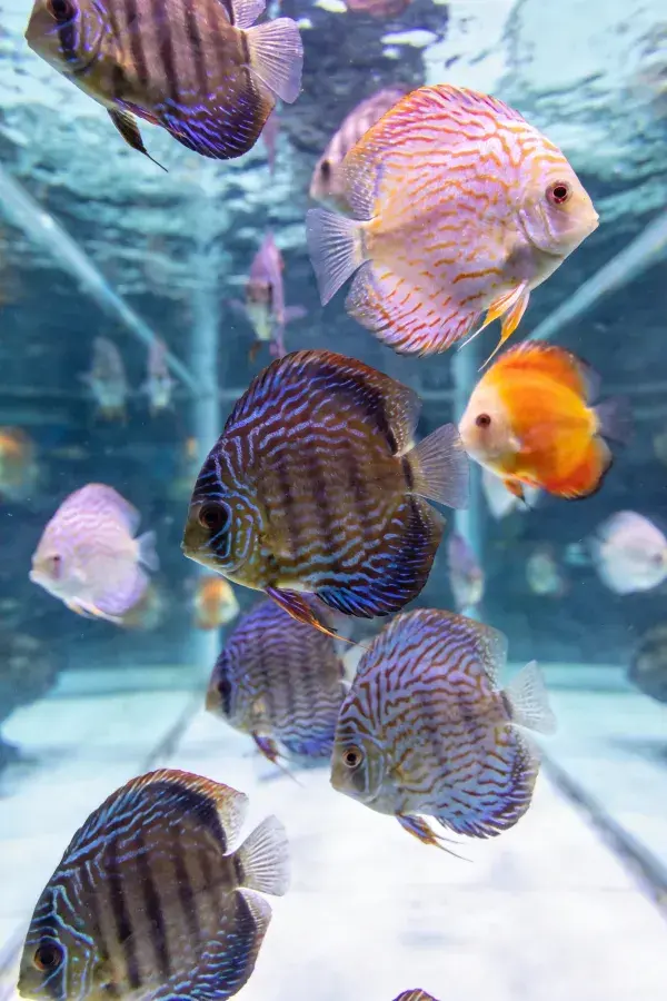 七彩神仙鱼水族箱内群游