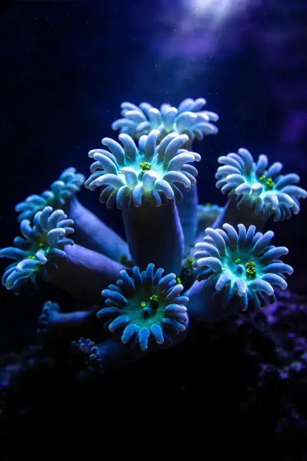 霓虹蓝色分支型珊瑚水下特写场景