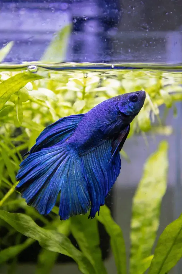 蓝色暹罗斗鱼的水族箱内景