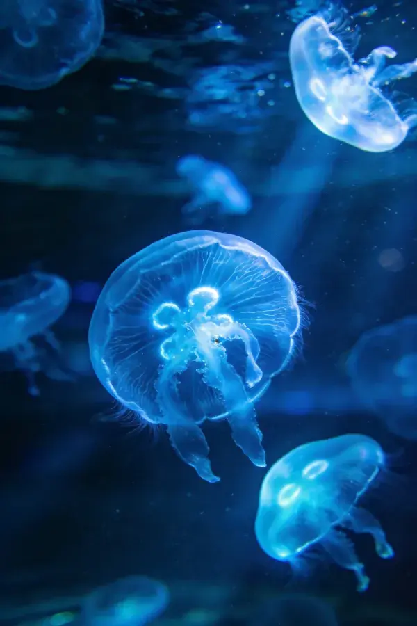 深蓝水域里发光水母浮游