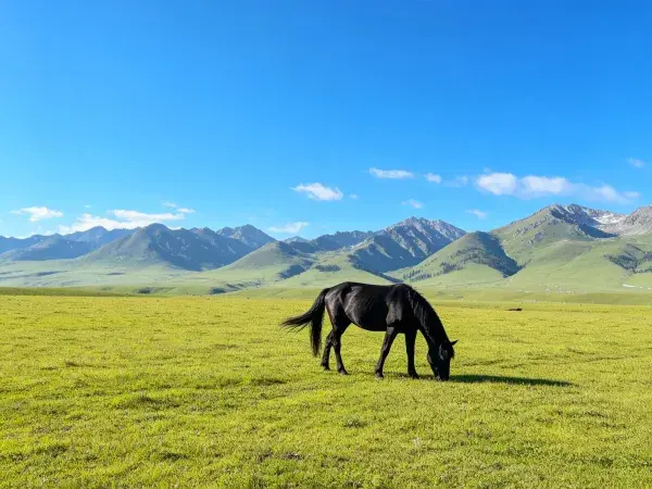 草原骏马与远山风光场景